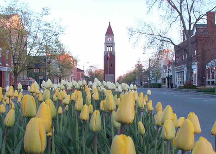 Tulips Greeting Card featuring the photograph Tulip Boulevard on Queen Street in Niagara on the Lake by Kenneth Lane Smith