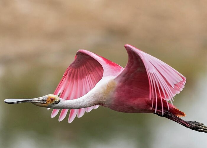 Roseate Spoonbill Greeting Card featuring the photograph Quest for Nest Material by Puttaswamy Ravishankar