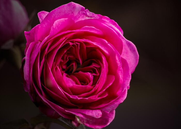 Rose Greeting Card featuring the photograph Quiet Man Rose by Carrie Hannigan