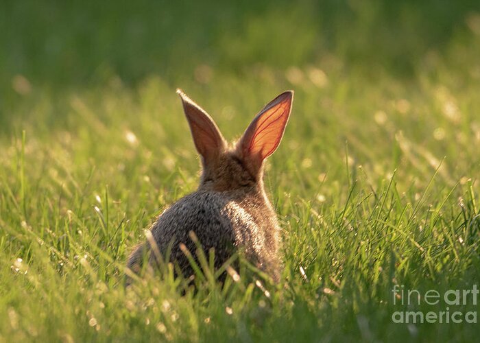 Rabbit Greeting Card featuring the photograph Rabbit in the Sunshine by Lorraine Cosgrove