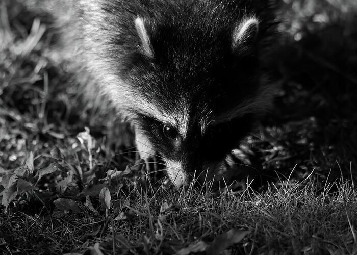 Racoon Greeting Card featuring the photograph Racoon by Brook Burling