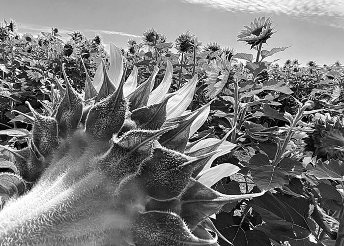 Sunflower Greeting Card featuring the photograph Radar Love BW by Lee Darnell