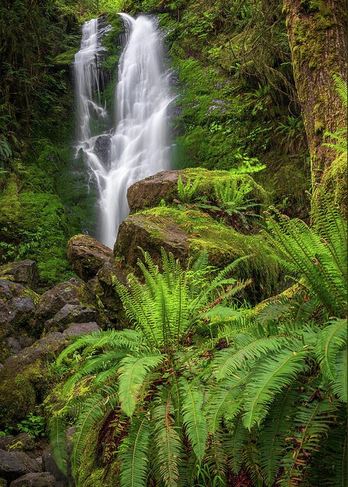 Quinault Rain Forest Greeting Card featuring the photograph Rain forest waterfall by Robert Miller