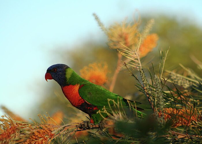 Animals Greeting Card featuring the photograph Rainbow Lorikeet perched on a Grevillea by Maryse Jansen