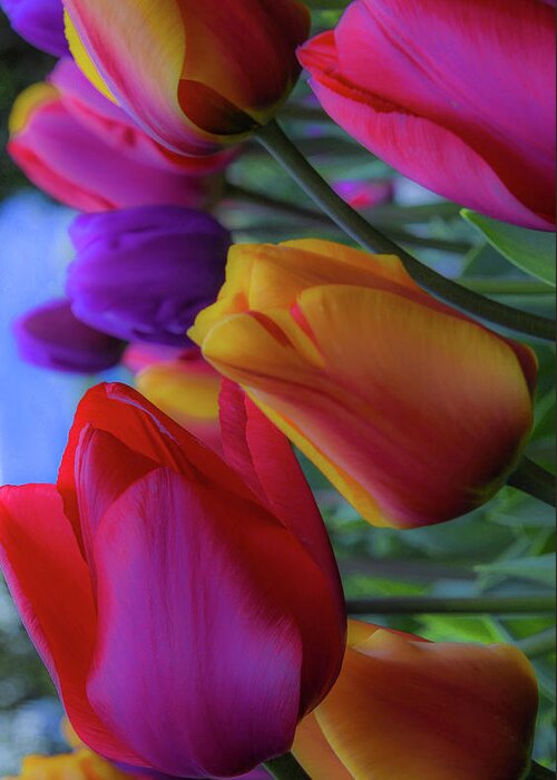 Tulip; Skagit Valley Tulip Festival; Roozengaarde Display Garden; Mount Vernon; Nature; Rainbow Colors; Floral; Flower; Garden Greeting Card featuring the photograph Rainbow Tulips, Portrait Mode by Emerita Wheeling