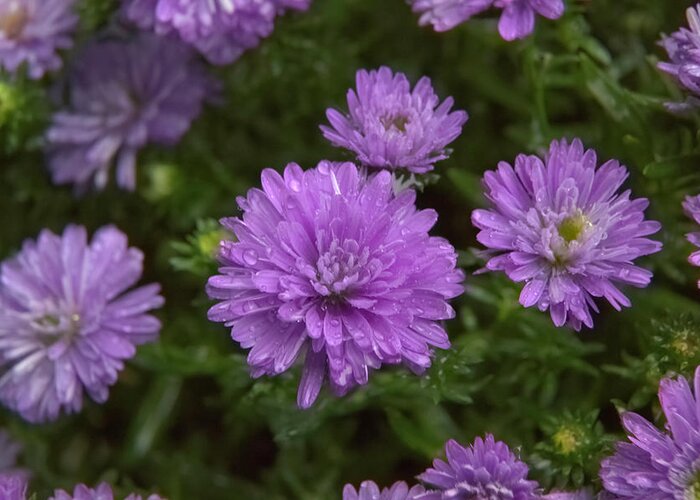 Purple Greeting Card featuring the photograph Raindrops keep falling on my aster by Loyd Towe Photography