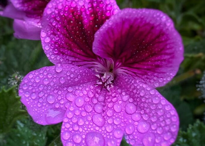 Purple Greeting Card featuring the photograph Raindrops on Purple Geranium by Jerry Abbott