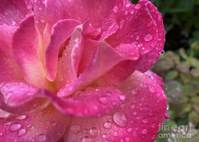 Rain Greeting Card featuring the photograph Raindrops on Roses by Katherine Erickson