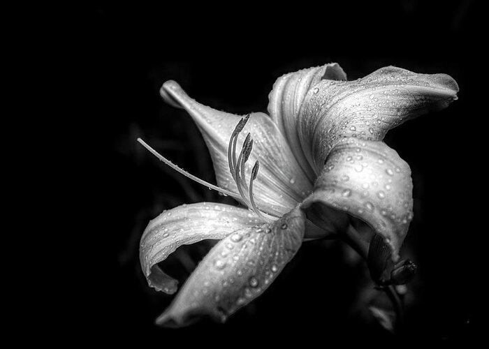 Dew Greeting Card featuring the photograph Raindrops on the Lilies in Black and White by Debra and Dave Vanderlaan