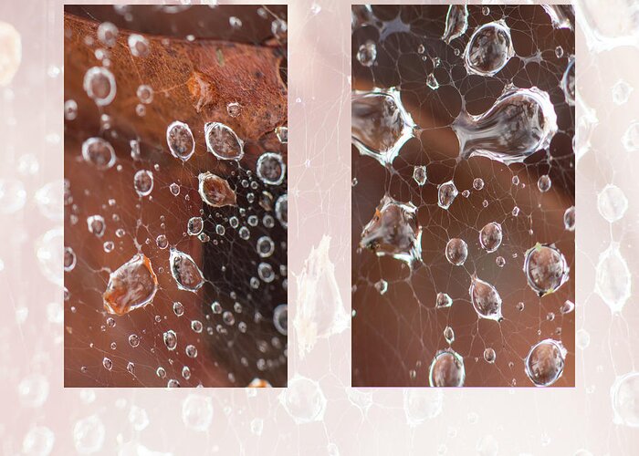 Raindrop Greeting Card featuring the photograph Raindrops On Web by Karen Rispin