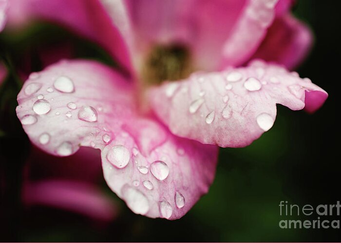 Rose Greeting Card featuring the digital art Raindrops on Wild Pink Rose / Botanical / Floral / Nature Photograph by PIPA Fine Art - Simply Solid