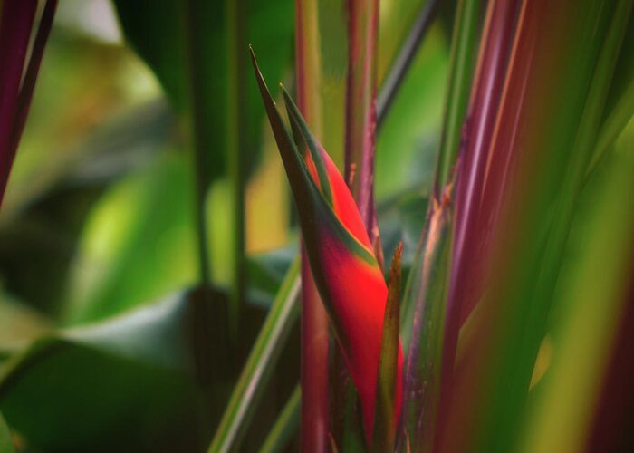 Heliconia Greeting Card featuring the photograph Rainforest Red by Jade Moon
