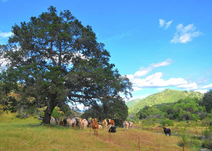 Cow Greeting Card featuring the photograph Ranch on Suey Creek by Floyd Snyder