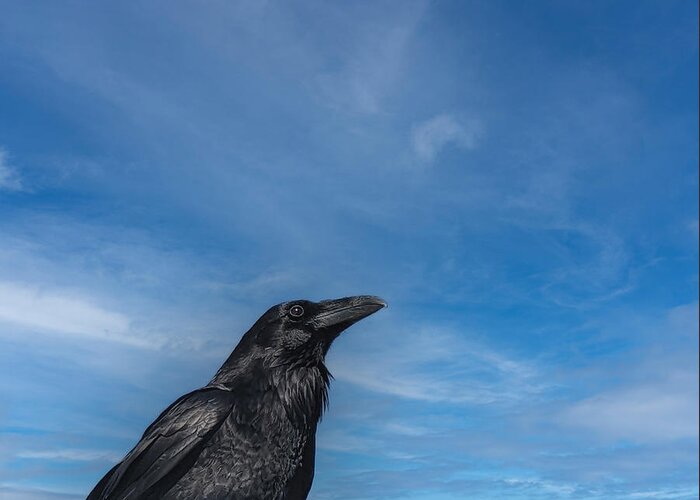 Raven Greeting Card featuring the photograph Raven Portrait by Laura Putman