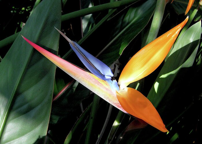  Tropical Greeting Card featuring the photograph Ray Of Light by David Lawson