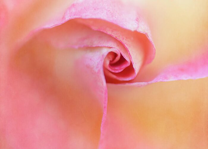 Rose Greeting Card featuring the photograph Raynox Rosebud by Teresa Wilson