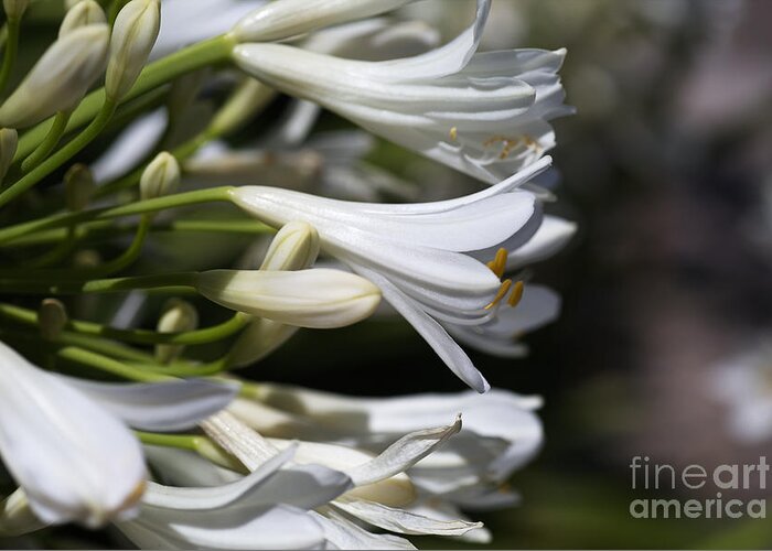 Lily Of The Nile Greeting Card featuring the photograph Reaching Out Agapanthus by Joy Watson