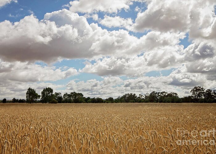 Grain Greeting Card featuring the photograph Ready for Harvest by Linda Lees