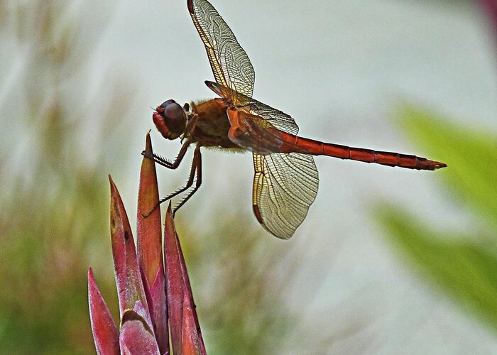 Dragonfly Greeting Card featuring the photograph Ready for takeoff by Bill Barber