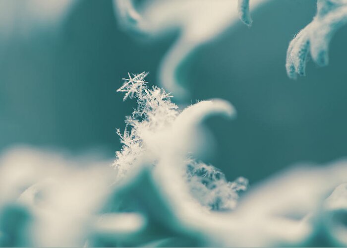 Snowflake Greeting Card featuring the photograph Snowflakes on Dusty Miller by Naomi Maya