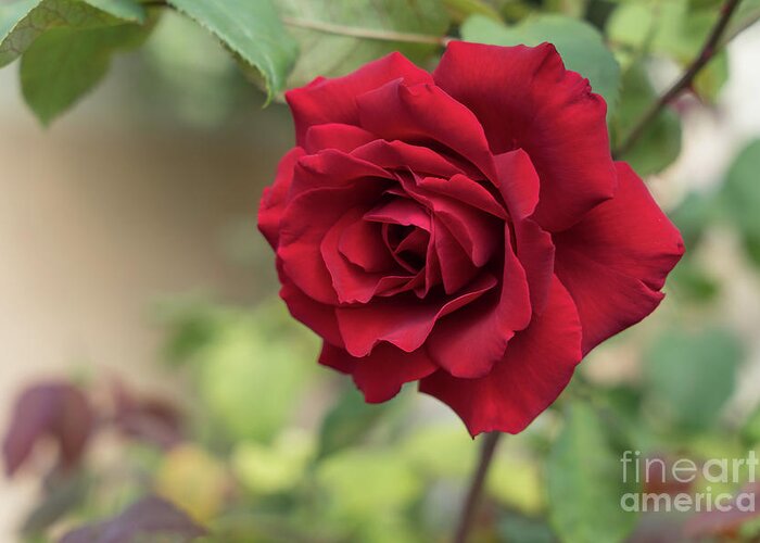 Red Rose Greeting Card featuring the photograph Red beauty in the garden by Adriana Mueller