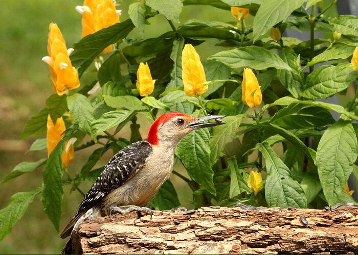 Nature Greeting Card featuring the photograph Red-bellied Woodpecker and Lollipop Plant by Sheila Brown