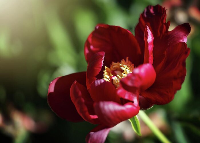  Greeting Card featuring the photograph Red Bloomer by Nicole Engstrom