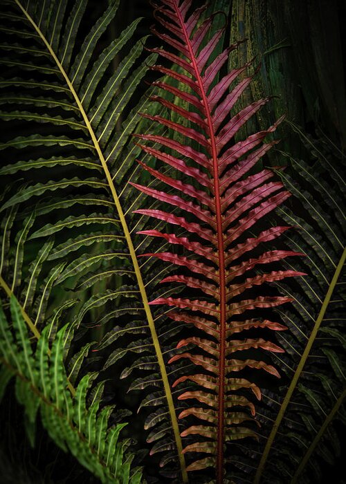 Jenny Rainbow Fine Art Photography Greeting Card featuring the photograph Red Brazilian Tree Fern Leaves - Dark Tropics 1 by Jenny Rainbow