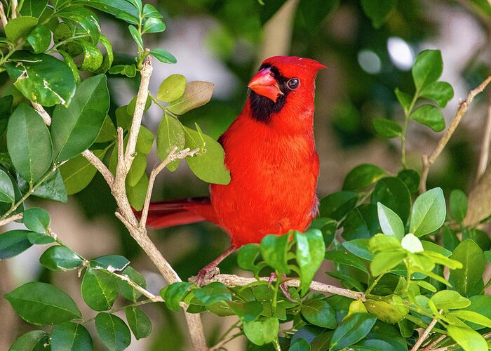 Bird Greeting Card featuring the photograph Red Cardinal Perched by Blair Damson