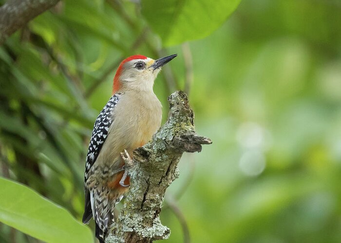 Red-crowned Woodpecker Greeting Card featuring the photograph Red-Crowned Woodpecker by Eva Lechner