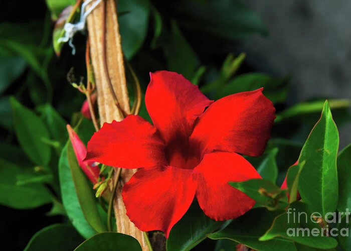 Red Greeting Card featuring the photograph Red Cypress Vine by Diana Mary Sharpton
