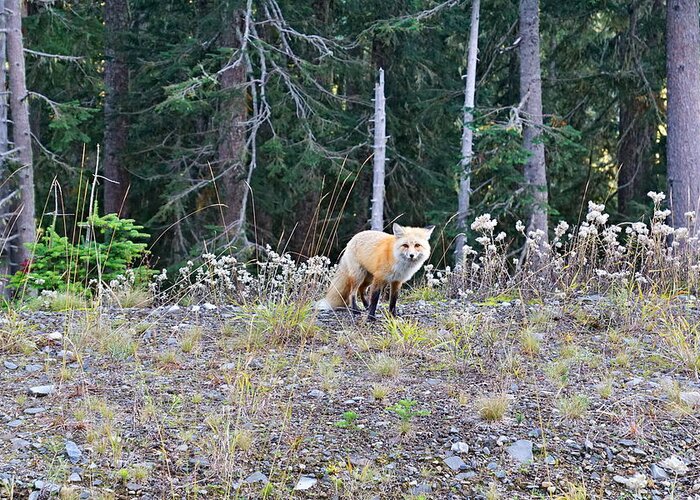 Forest Greeting Card featuring the photograph Red Fox by Bill TALICH