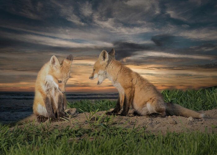 Fox Greeting Card featuring the photograph Red Fox Kits - Past Curfew by Patti Deters