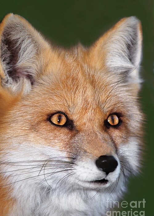 Red Fox Greeting Card featuring the photograph Red Fox Portrait Wildlife Rescue by Dave Welling
