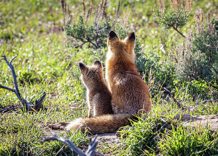 Fox Greeting Card featuring the photograph Red Fox Vixen and Kit Enjoy the Sunrise by Tony Hake