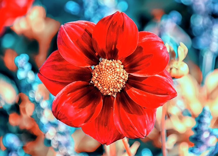 Asteraceae Greeting Card featuring the photograph Red Gazania by Manjik Pictures