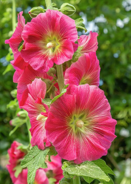 Hollyhocks Greeting Card featuring the photograph Red Hollyhocks by Cate Franklyn