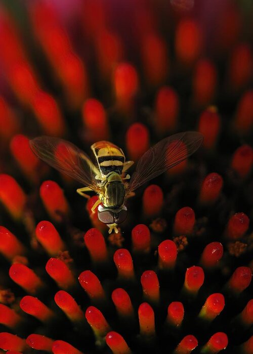 Hoverfly Greeting Card featuring the photograph Red Hot Hover Fly by Lens Art Photography By Larry Trager