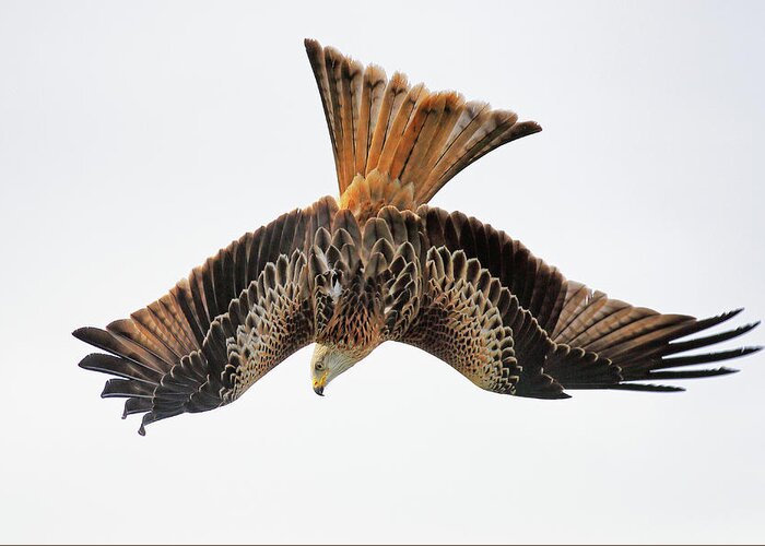 Red Kite Greeting Card featuring the photograph Red Kite bird of prey in flight by Grant Glendinning