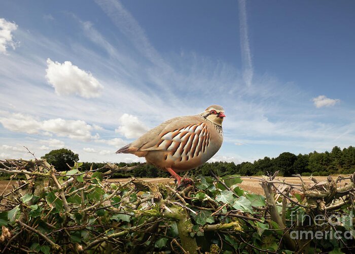 Bird Greeting Card featuring the photograph Red legged partridge bird close up on hedge by Simon Bratt
