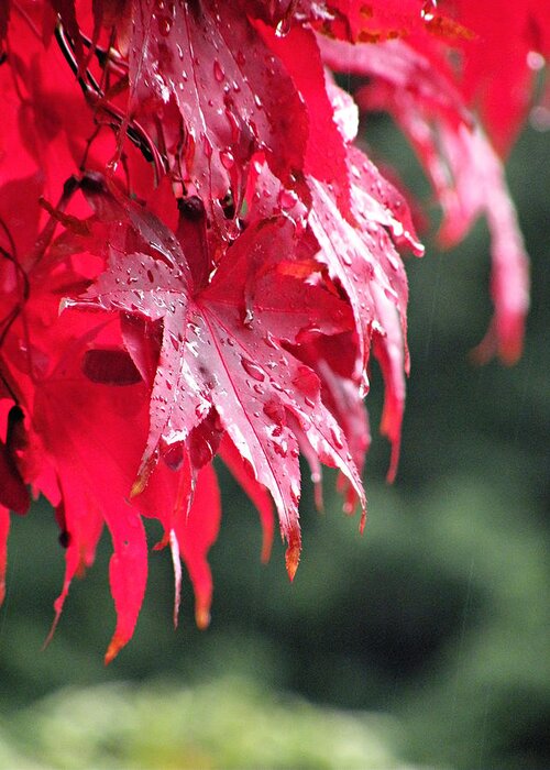 Leaves Greeting Card featuring the photograph Red Maple by Micki Findlay