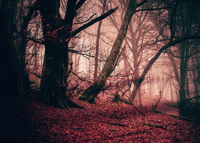 Forest Greeting Card featuring the photograph Red Mist by Gavin Lewis