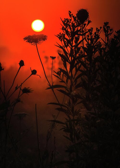 Red Morning Field Greeting Card featuring the photograph Red Morning Field by Dan Sproul