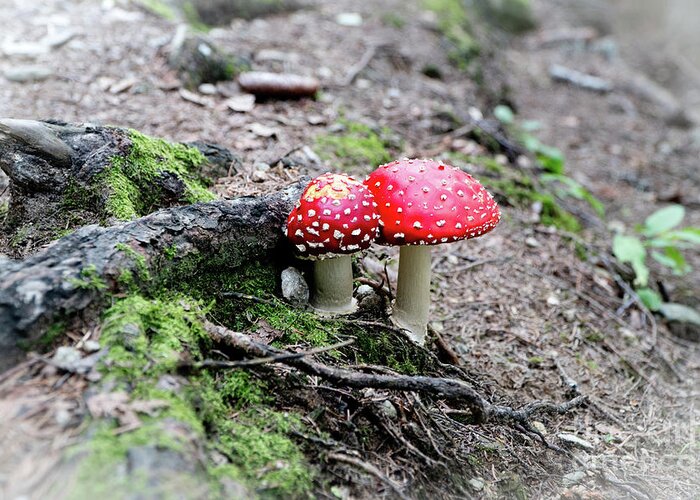 Mushrooms Greeting Card featuring the photograph Red Mushrooms by Rich S