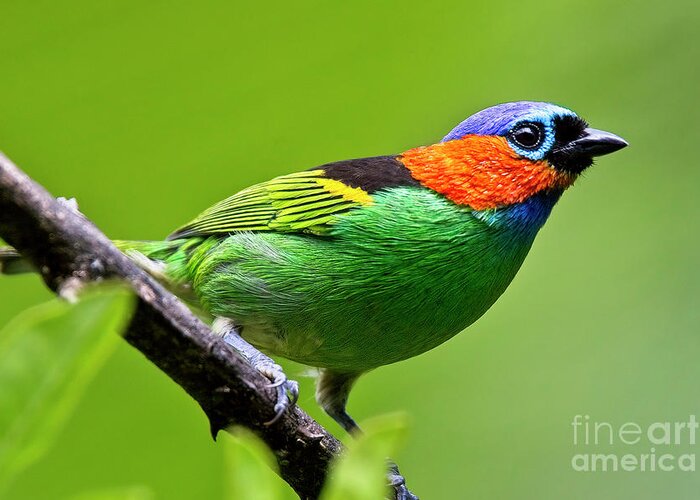 Red-necked Tanager Greeting Card featuring the photograph Red-necked Tanager, Tangara cyanocephala by Tony Mills