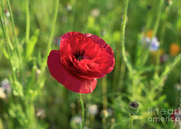 Poppy Greeting Card featuring the photograph Red poppy and green summer meadow by Adriana Mueller
