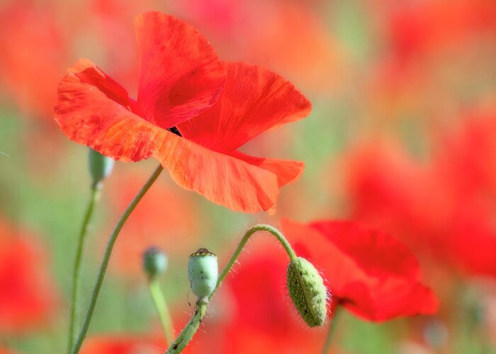 Red Greeting Card featuring the photograph Red Poppy II by Catherine Avilez