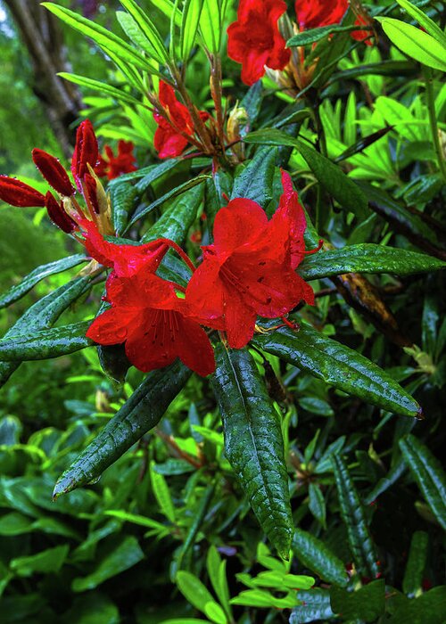Alex Lyubar Greeting Card featuring the photograph Red Rhododendron covered with dew by Alex Lyubar