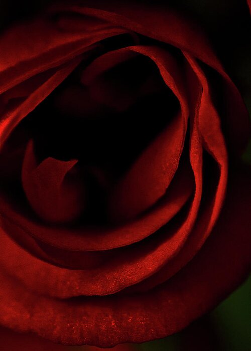 Red Rose Greeting Card featuring the photograph Red rose #1 by Al Fio Bonina