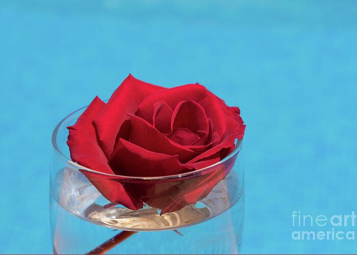 Red Rose Greeting Card featuring the photograph Red rose and blue water by Adriana Mueller